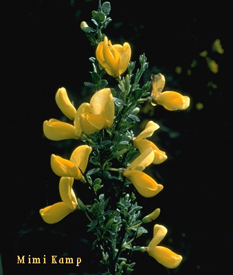 Cytisus Scoparius